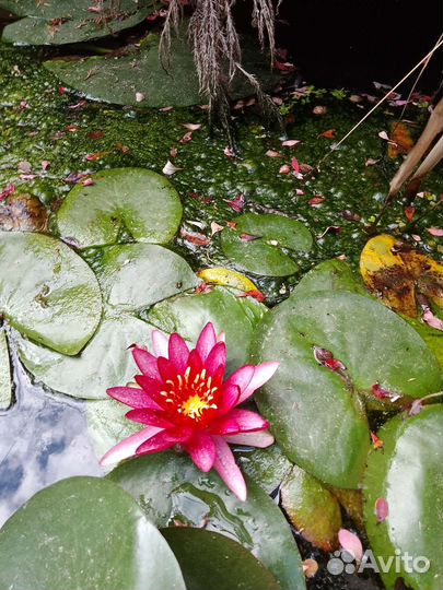 Водяные лилии для пруда