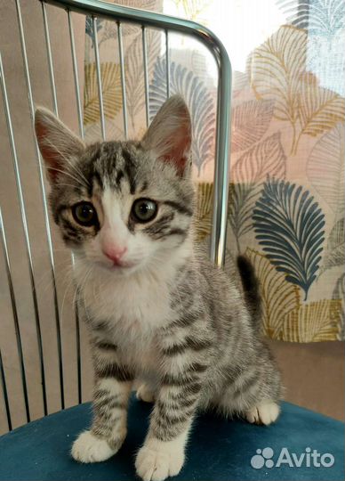 Котенок мальчик 2 мес