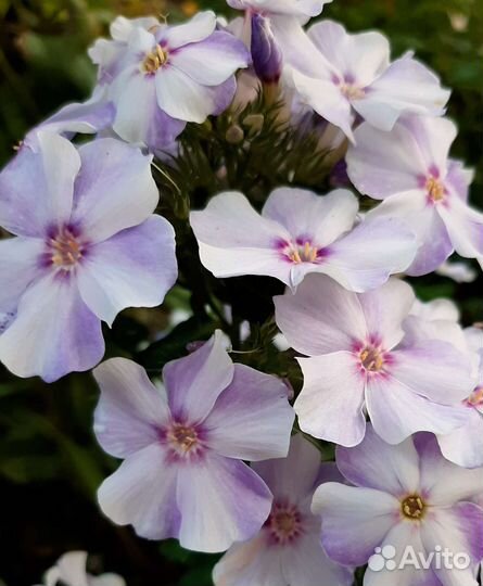 Очиток седум Видный, флоксы и др многолетники