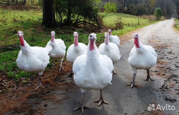 Индюшата тяжёлый кросс