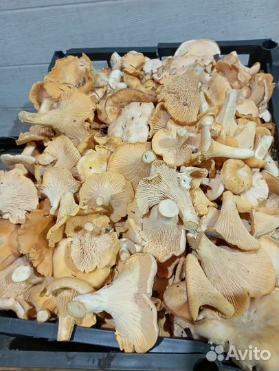 Грибы лисички замороженные