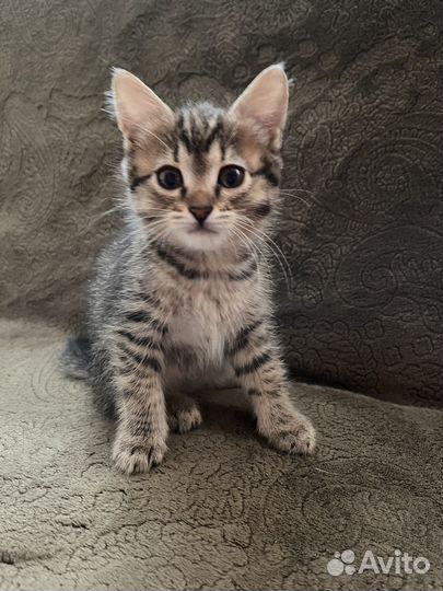 Милашка ищет хозяев