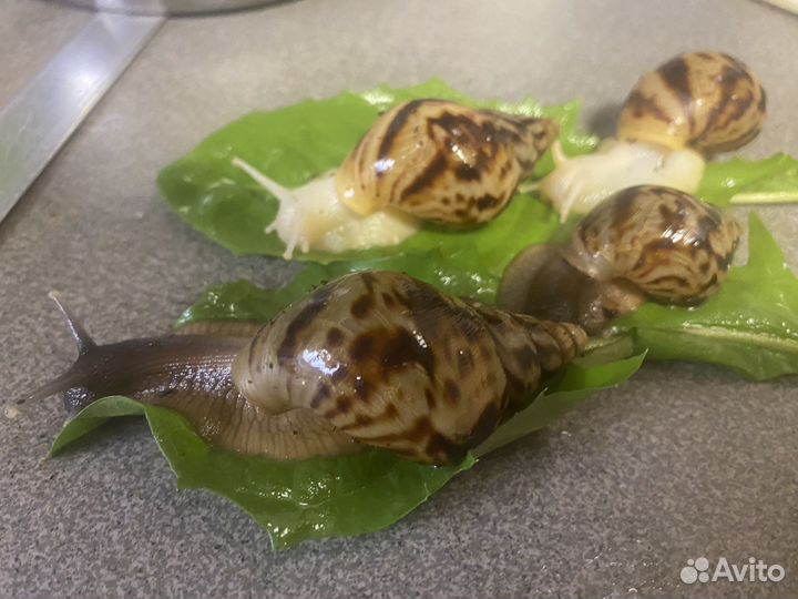 Улитки ахатины (улитятки)