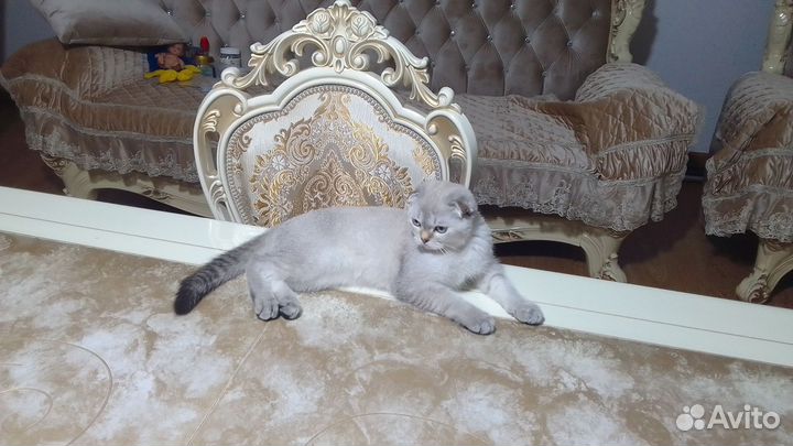 Кошка девочка