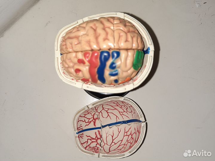 Череп. Модель Анатомическая