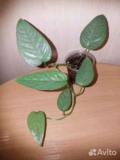 Филодендроны и другие ароидные