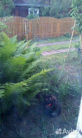 Папоротник