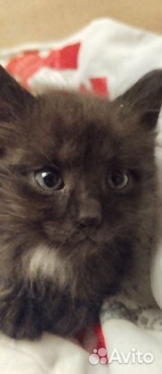 Чудный черный котенок в дар