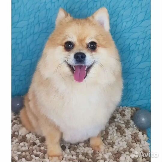 Стрижка собак и кошек. Груминг собак и кошек