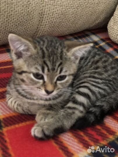 Котята в добрые руки бесплатно