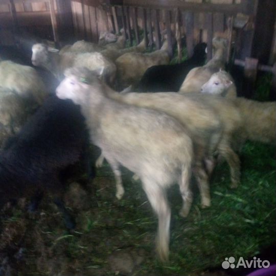 Овцы на Курбан-байрам