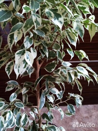 Фикус бенджамина твилайт