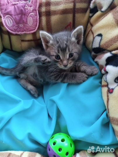 Котенок в добрые руки