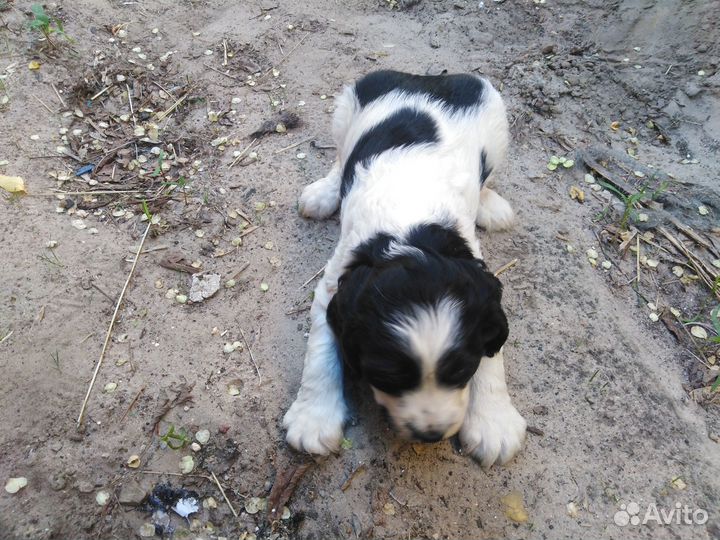 Щенок русской спаниель