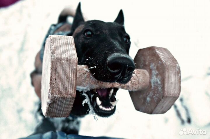 Дрессировка собак, кинолог