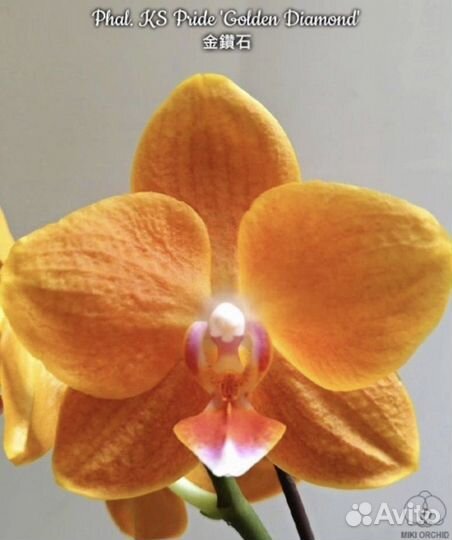 Орхидея фаленопсис