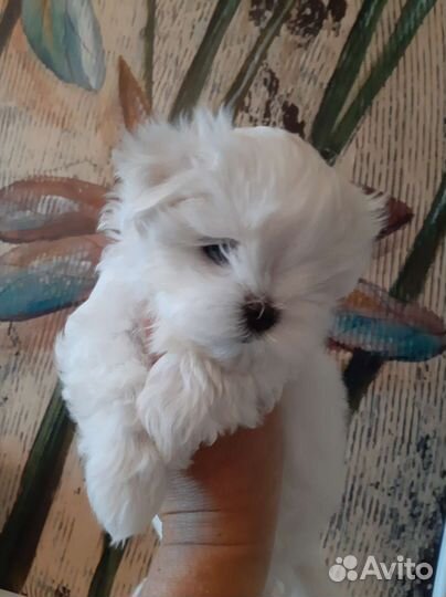 Очровашки Мальтезе. Мальтийская болонка. Щенки