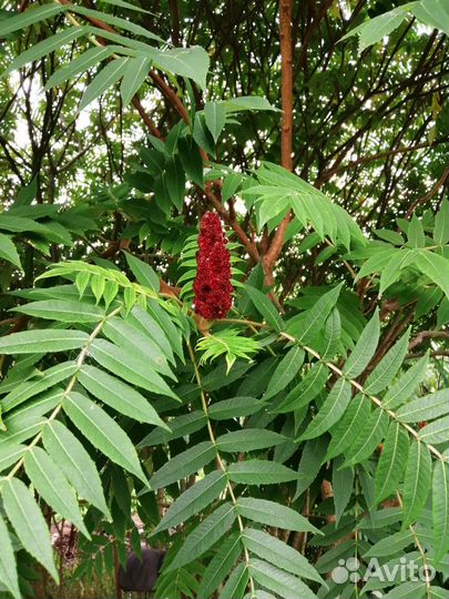 Продаю садовые растения