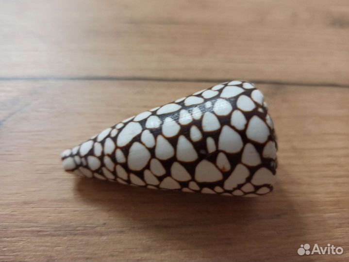 Морская раковина