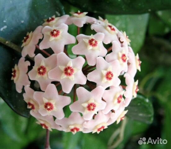 Хойя (восковый плющ)