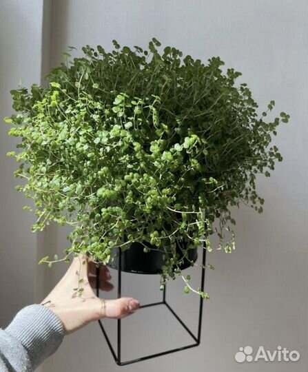 Солейролия