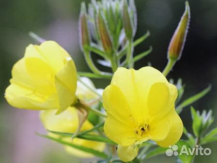 Цветы открытого грунта