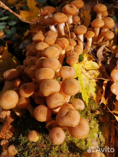 Продаю грибы лисички и др