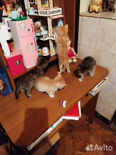 Котята в добрые руки