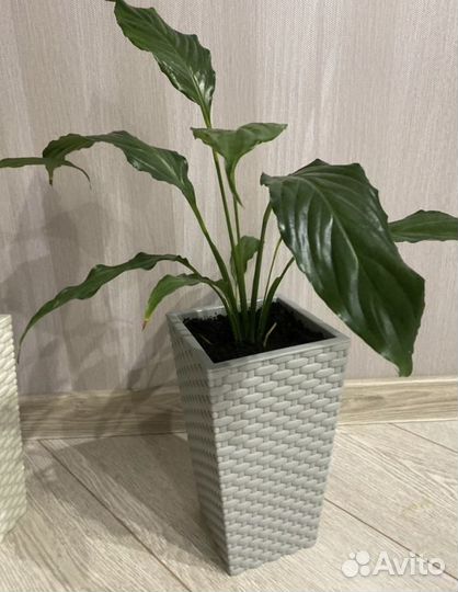 Спатифиллум в кашпо
