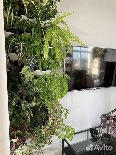 Фитостена из живых растений