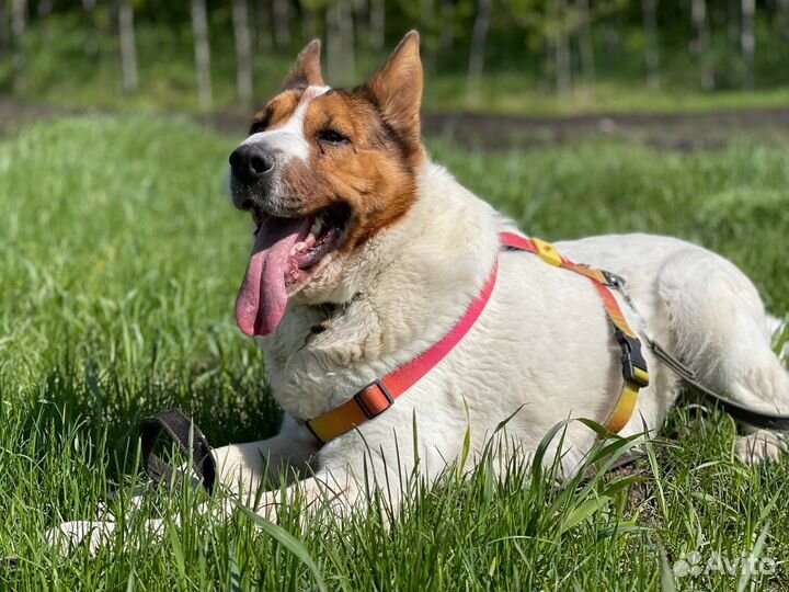 Необычайно красивая с характером