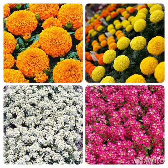 Проф. семена цветов в мелкой фасовке