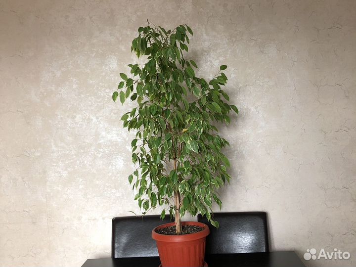 Бенджамина