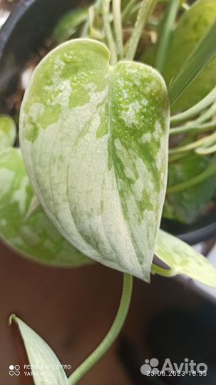 Сциндапсус Сильвер Энн