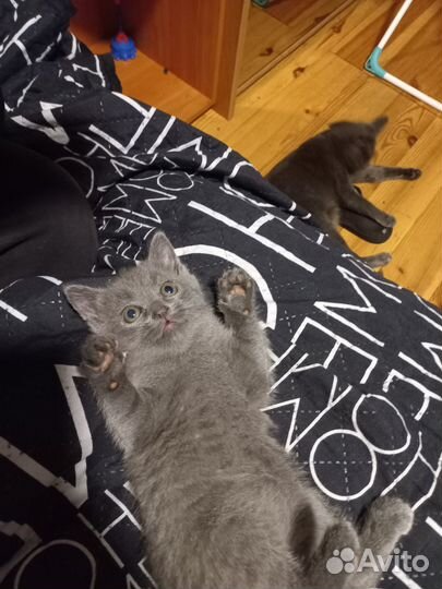 Отдам кошечек