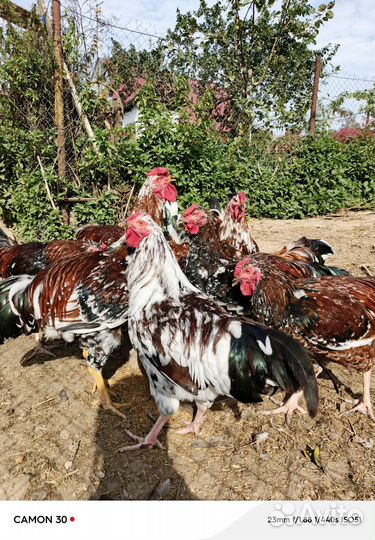 Ливенские молодые петушки