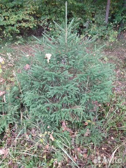 Ель, сосна саженцы