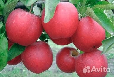 Саженцы яблони М-9