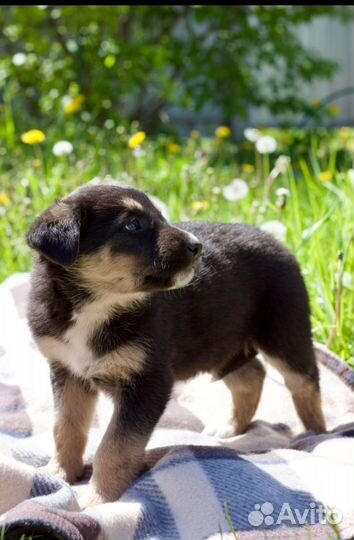 Щенок метис, девочка 2мес