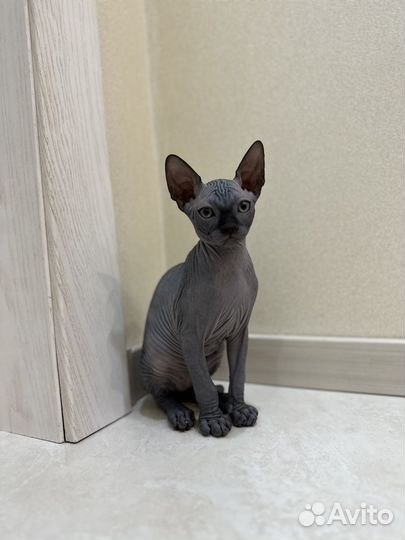 Канадский сфинкс