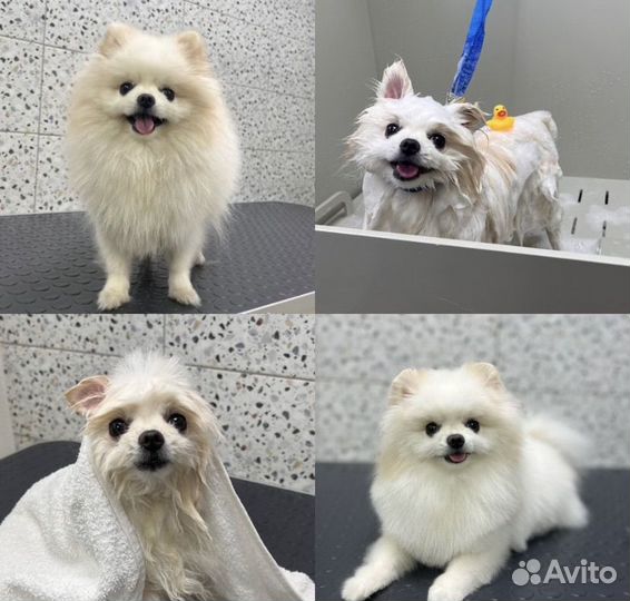 Груминг собак и кошек, уход за животными