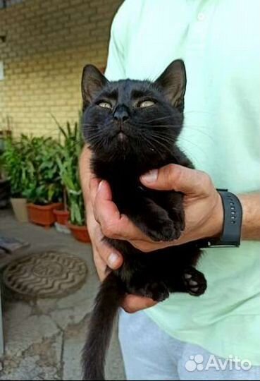 Черный котенок бесплатно