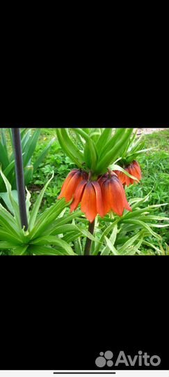 Рябчик императорский