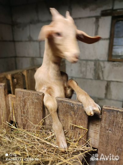 Зааненских козёл, козлята, козы покрытые