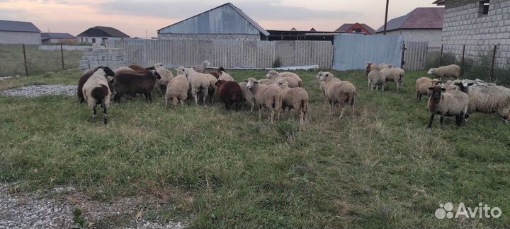 Овцы бараны ягнята