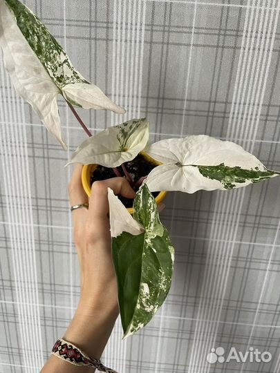 Сингониум imperial white/империал вайт