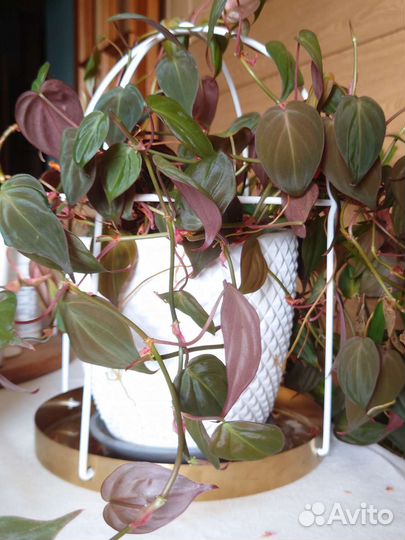 Фикус Лирата, Сциндаптус, Филодендрон,Портулакария