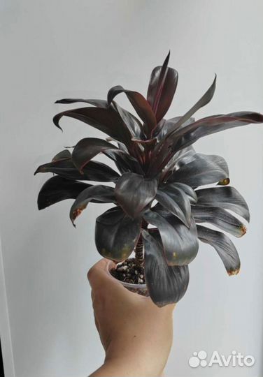 Комнатные домашние цветы