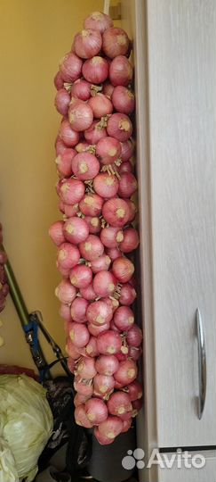 Лук семейный