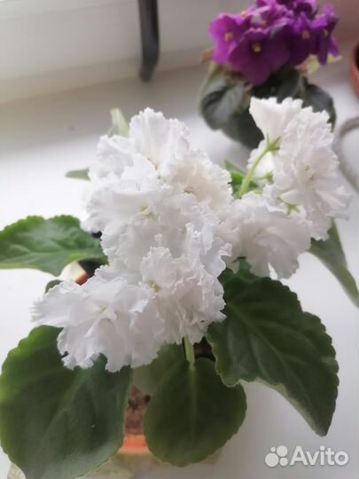 Сортовые фиалки